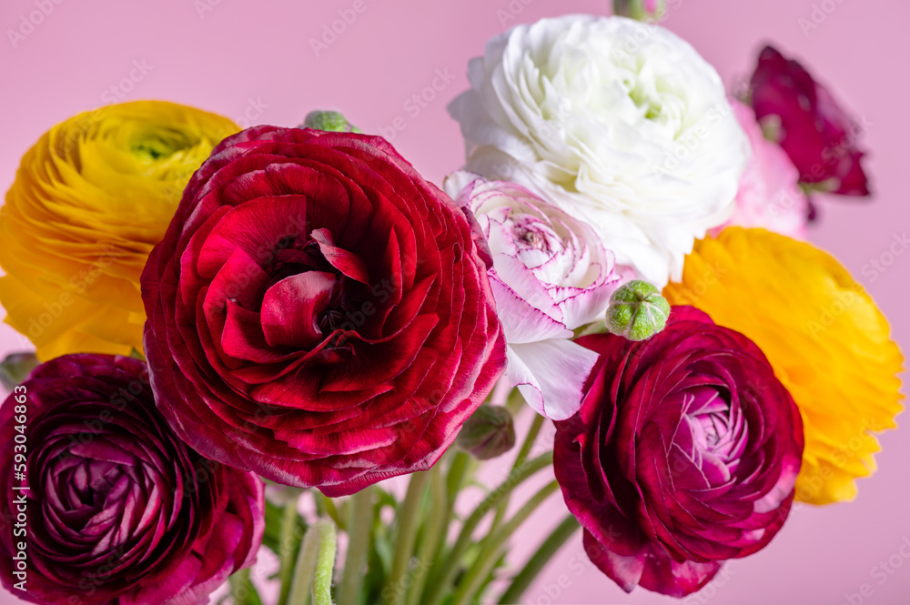 Floral arrangments of tender ranunculus flowers Floral arrangments of tender ranunculus flowers