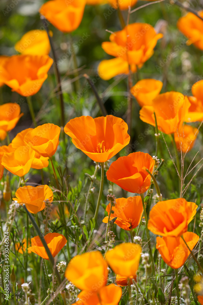 Foto de California poppies, Eschscholzia californica ssp mexicana, also