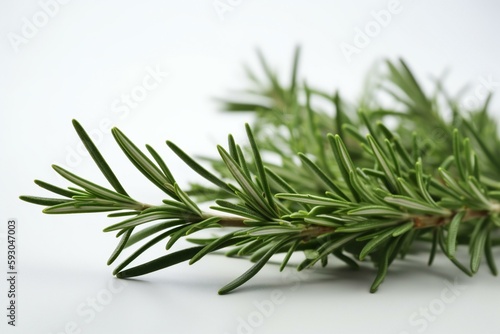 Fresh rosemary herb leaves isolated on the white background. Generative AI