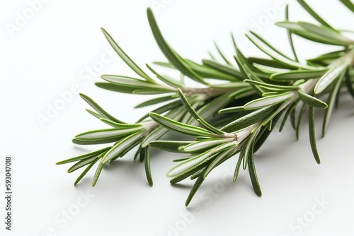 Fresh rosemary herb leaves isolated on the white background. Generative AI