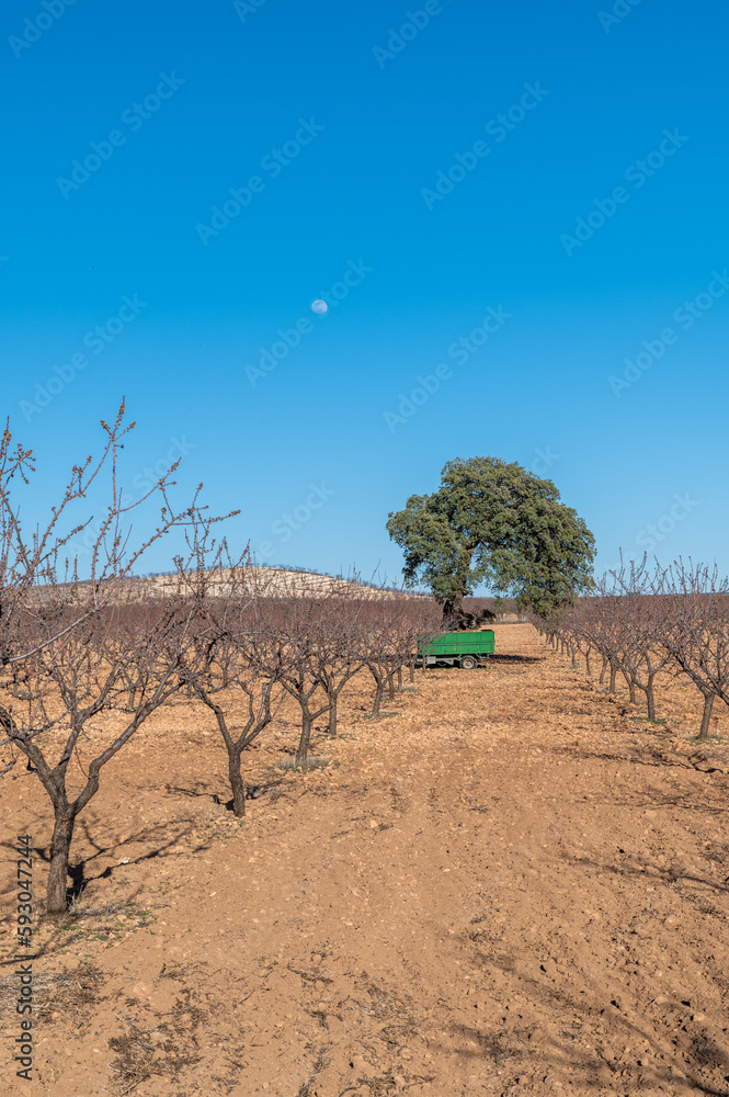 Fototapeta premium View of a tractor between the rows of a fruit field in Andalucia (Spain)