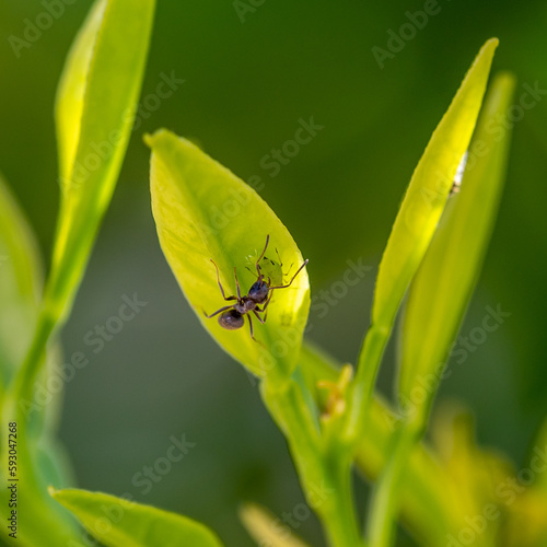 Symbiosis: ants taking care of aphids and their young on green leaves