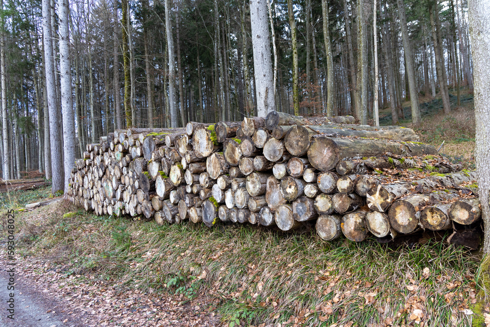 Many large logs in a dense autumn forest