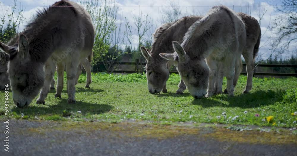 Donkeys Eating Grass