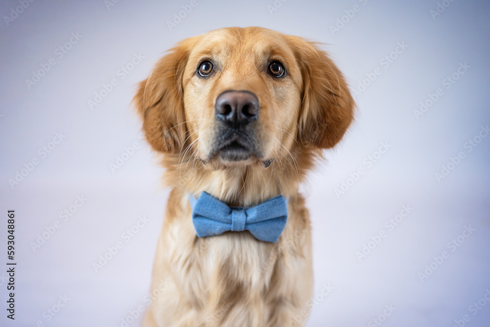 Golden Retriever mit Schleife Golden Retriever mit Schleife