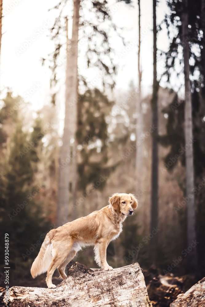 Golden Retriever im Wald Golden Retriever im Wald