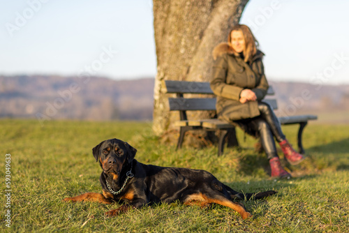 A woman rests on a bench next to her Rottweiler in the bright morning light of the sun © YouraPechkin