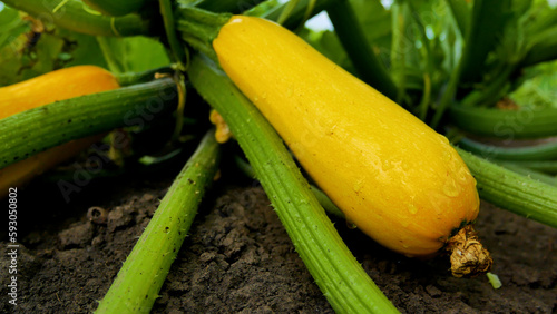 Yellow ripe large zucchini on the bed between the green leaves. On the zucchini drops of rain. Cultivation and harvesting of vitamin vegetables