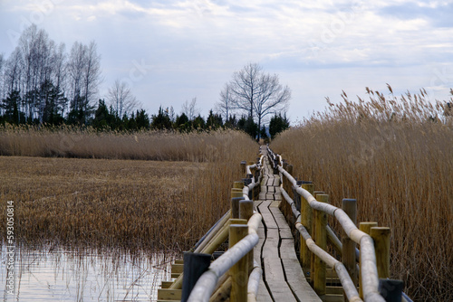 Reed trail in Kaniera lake. Beautiful scenery with a wooden boardwalk for pedestrians. Early spring in Latvia