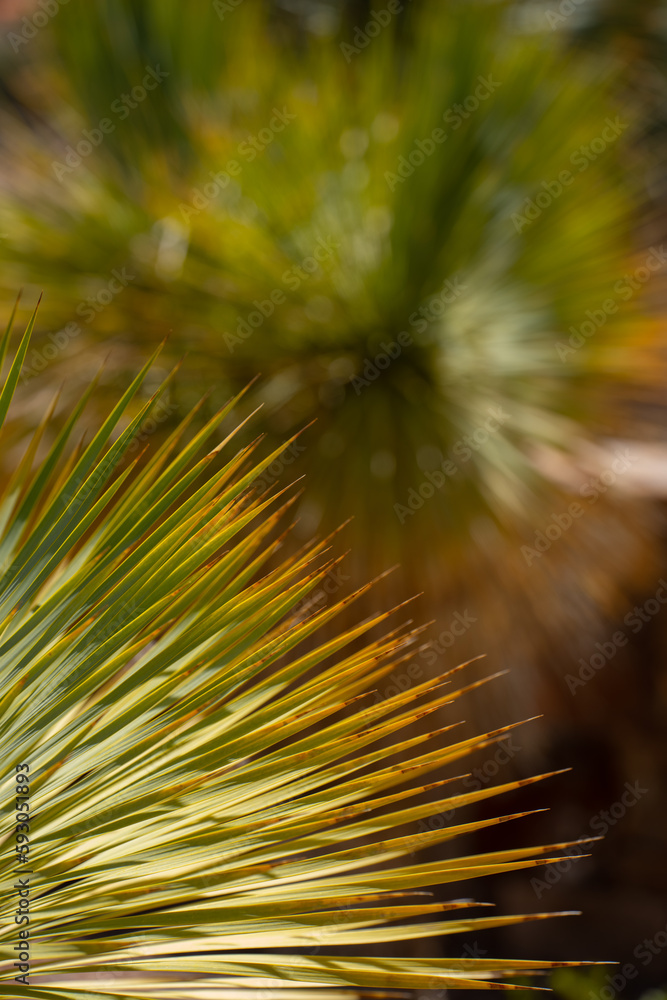 close up of  leaves of  beaked yucca plant or yucca rostrata sunlight light shining through green ends of desert cactus plant in desert garden or succulent cactus garden vertical image room for type 