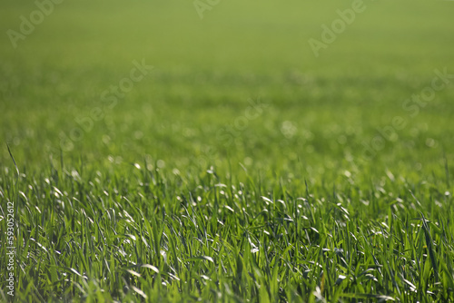 abstract grass green bokeh background