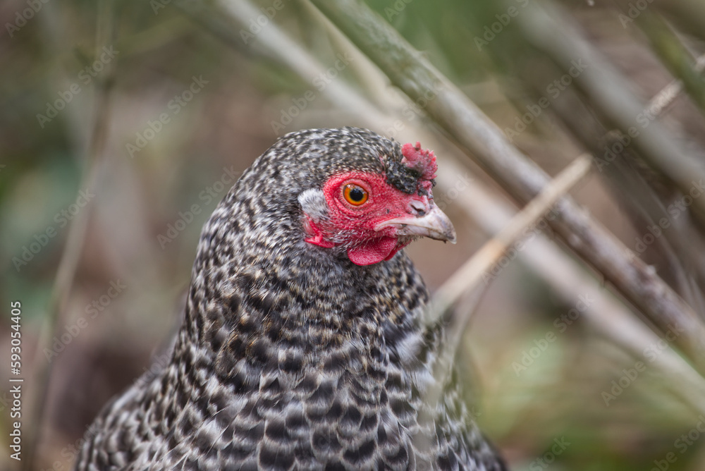 Portrait of a hen, close up farm animal