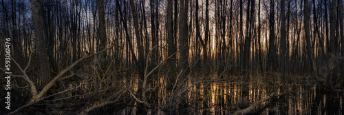 flooded spring forest with bare trees and evening dawn. widescreen panoramic view
