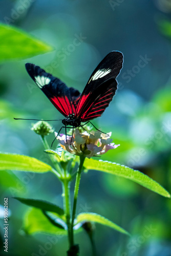 Bella mariposa
