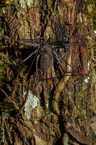 Araña amazónica en árbol