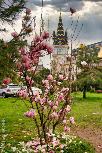 Magnolia in bloom at Europe Square in Batumi