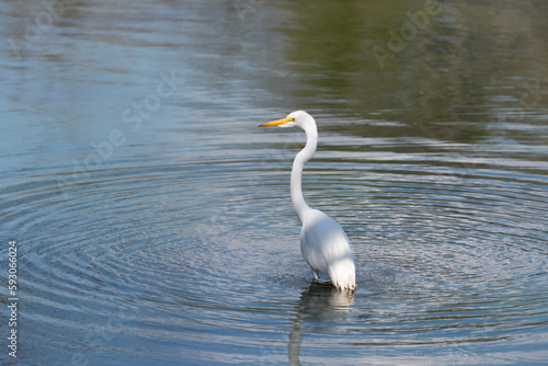 white egret in a storm pond in the park on a warm April afternoon