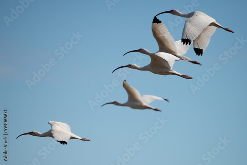 Clear Skies: A flock of American White Ibis streak across a clear blue sky in Gainesville, Florida