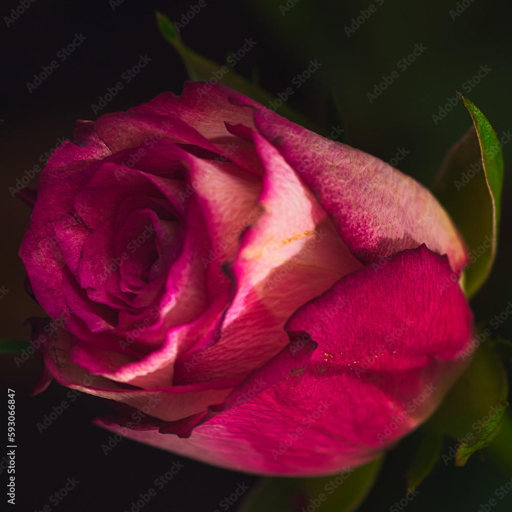 pink rose