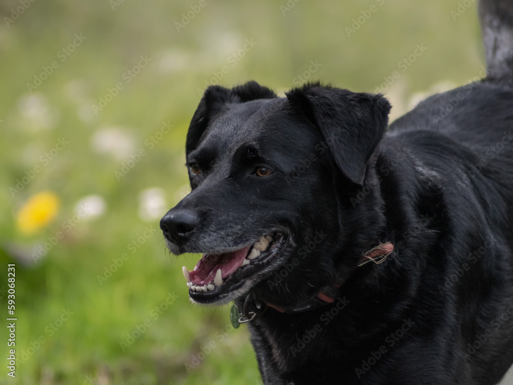 Portrait of a black Labrador Retriever with an opened mouth during running at  the park