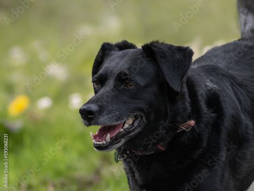 Portrait of a black Labrador Retriever with an opened mouth during running at the park