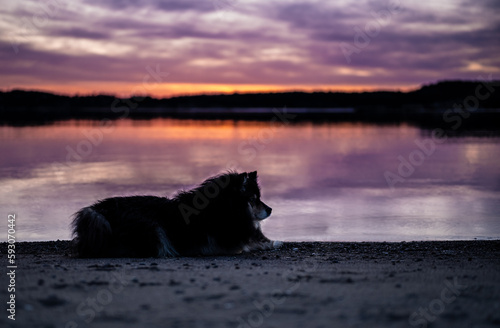 Dog in sunset