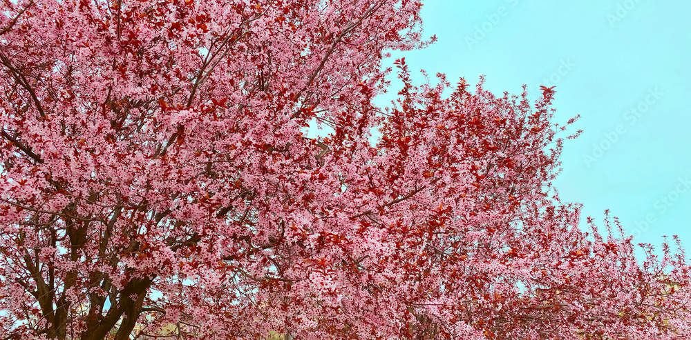 Beautiful blooming trees with pink flowers in garden park on a spring day Beautiful blooming trees with pink flowers in garden park on a spring day