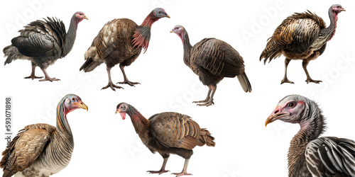 Turkey set over png background created with Ai technology