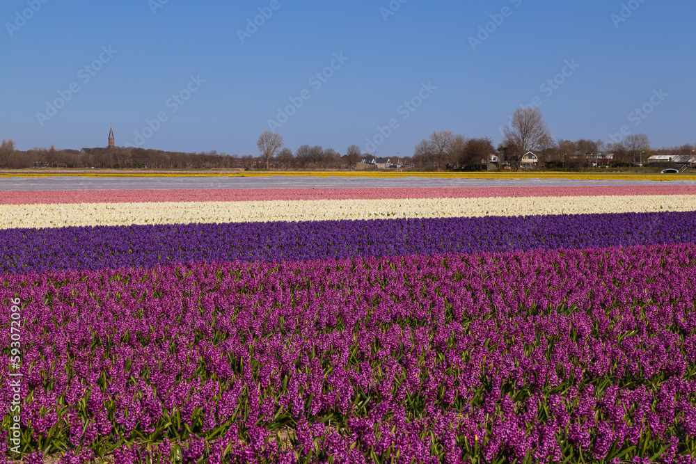 Rows of hyacinths with different colors on the bulb fields in the Netherlands.