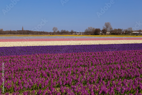 Rows of hyacinths with different colors on the bulb fields in the Netherlands.