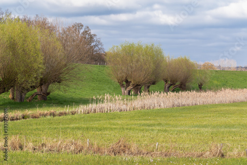 Pollard willows in the floodplains behind the dike near the village of Amerongen. photo