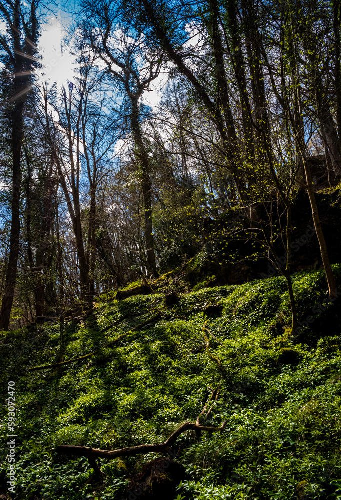 Obraz premium Forest of Dean