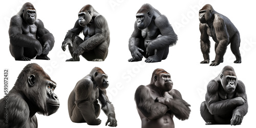 Gorilla set over png background created with Ai