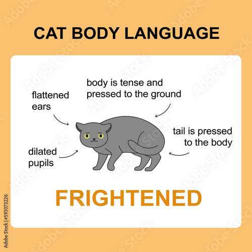 Cat body language behavior frightened signals. Card with information for veterinarian or education ready for print