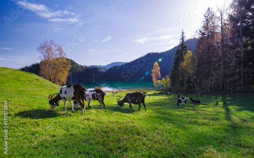 Herbststimmung in der Morgensonne im Voralpenland in den bayrischen Alpen mit Blick von einer Bergwiese mit grasenden Ziegen auf den Geroldsee und Bergen im Hintergrund © HLPhoto