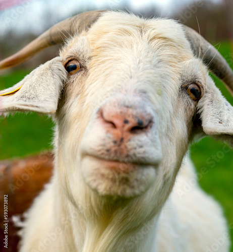 portrait of a goat