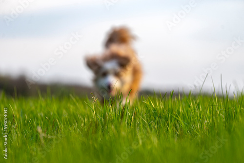 dog running in the grass