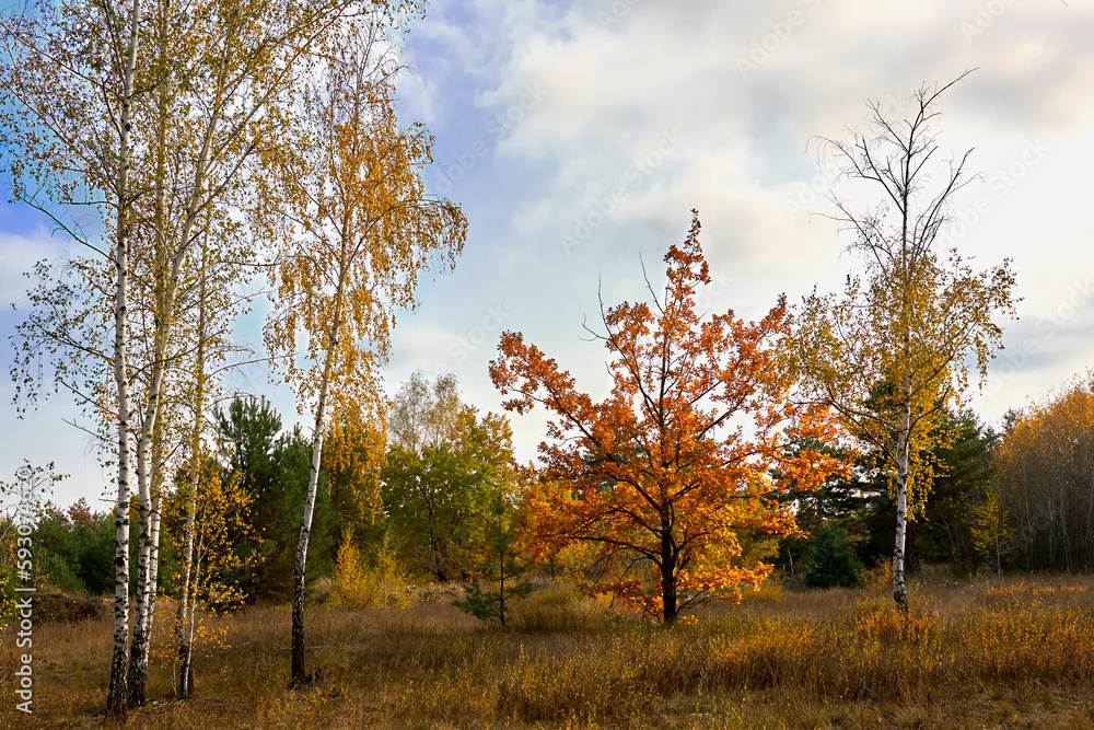 Birches and oak with golden leaves in the autumn forest.