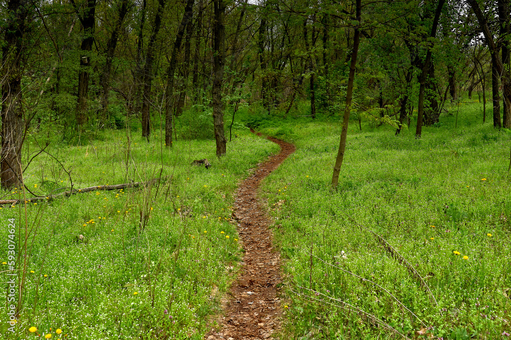 Forest path through a lawn in a dense forest. Forest path through a lawn in a dense forest.