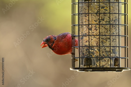 Nearly bald Northern Cardinal (molting?)