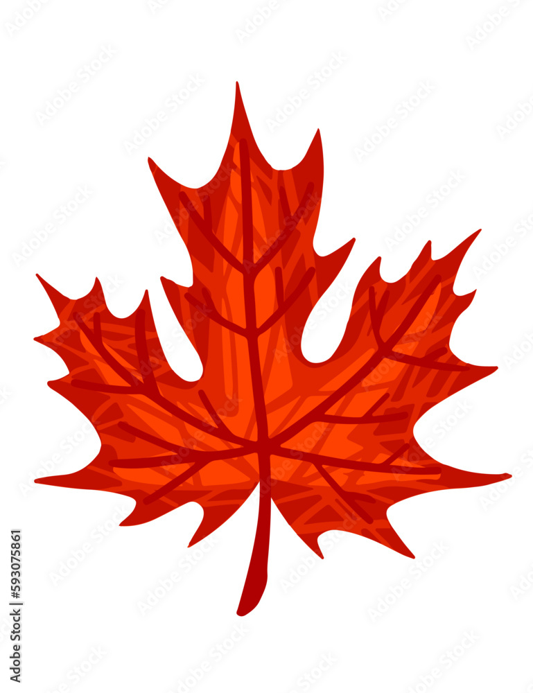 Autumn red leaf vector illustration isolated on white background Autumn red leaf vector illustration isolated on white background