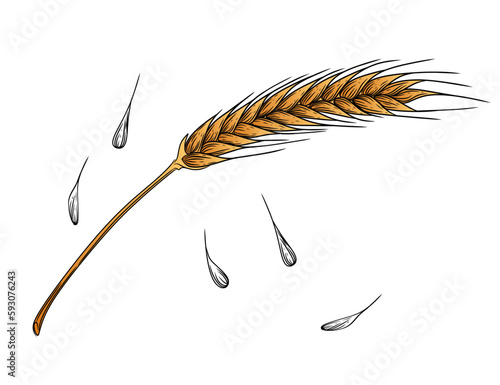 Outline sketch of wheat spikelets with ears grain and stem vector illustration on white background