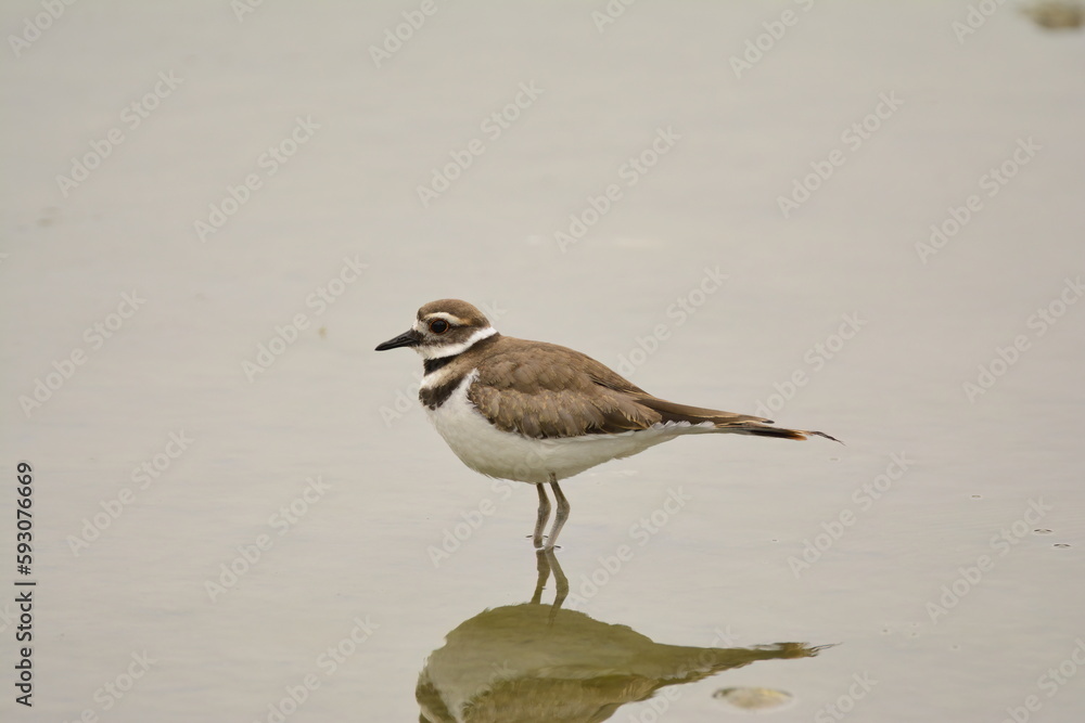 Killdeer in a pond Killdeer in a pond