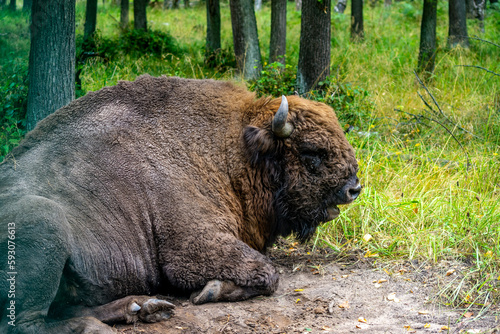 bison resting in the reserve