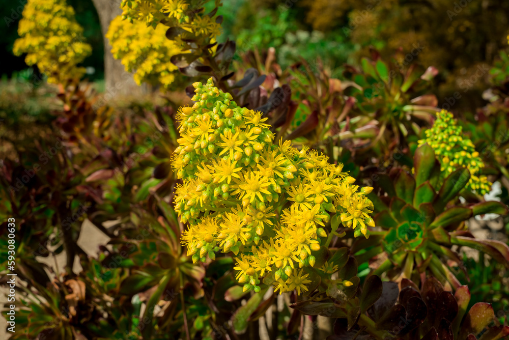 Aeonium arboreum bright yellow flowers in the spring. Aeonium arboreum bright yellow flowers in the spring.