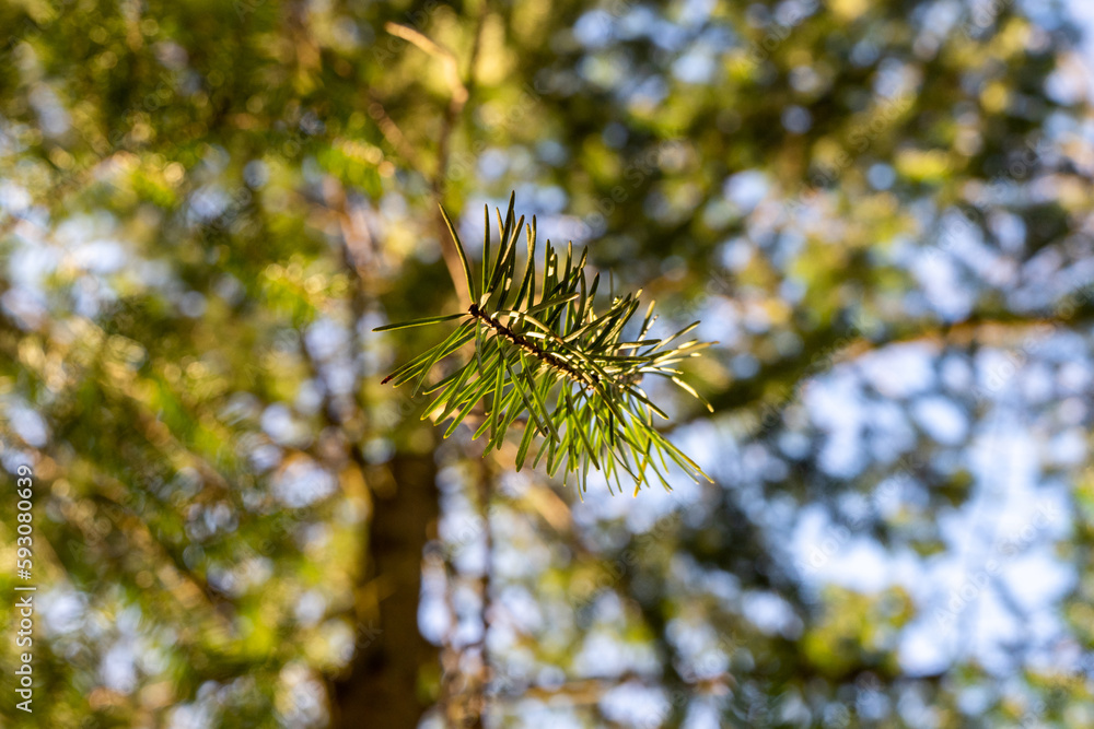 Obraz premium pine tree branches