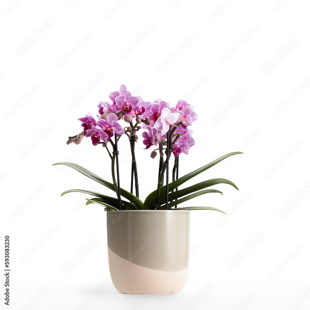 Small pink Phalaenopsis orchids in a nice pot