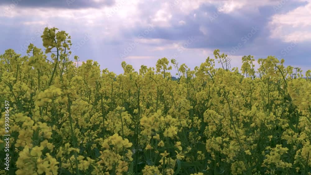 rapeseed oil, yellow flowers, low angle, clouds and sunshine in background rapeseed oil, yellow flowers, low angle, clouds and sunshine in background
