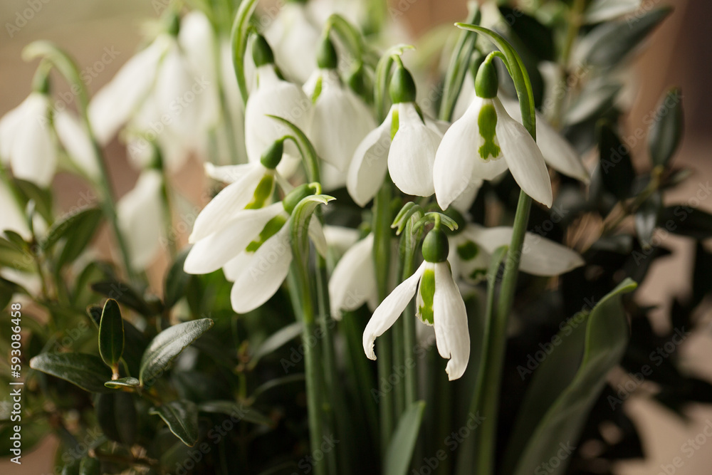 White snowdrops close up. White snowdrops close up.