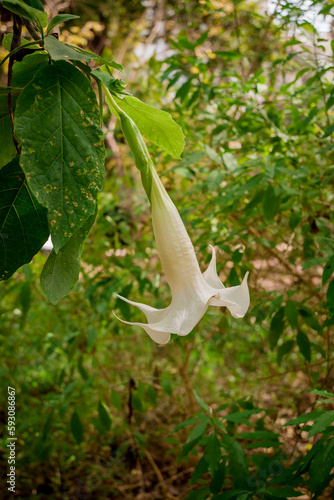 Angel s trumpets (Brugmansia Versicolor), Grenada photo